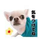 チワワのコロ助くん ①（個別スタンプ：33）