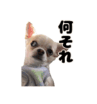 チワワのコロ助くん ①（個別スタンプ：34）