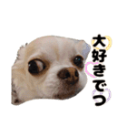 チワワのコロ助くん ①（個別スタンプ：40）