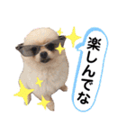 犬♡実写 家族♡（個別スタンプ：1）