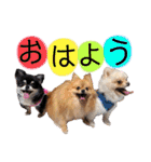 犬♡実写 家族♡（個別スタンプ：2）