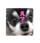 犬♡実写 家族♡（個別スタンプ：3）
