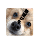 犬♡実写 家族♡（個別スタンプ：4）