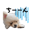 犬♡実写 家族♡（個別スタンプ：5）