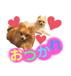 犬♡実写 家族♡（個別スタンプ：6）
