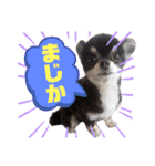 犬♡実写 家族♡（個別スタンプ：7）