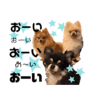 犬♡実写 家族♡（個別スタンプ：8）