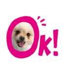 犬♡実写 家族♡（個別スタンプ：9）
