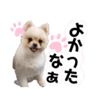犬♡実写 家族♡（個別スタンプ：12）