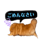 犬♡実写 家族♡（個別スタンプ：13）