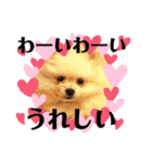 犬♡実写 家族♡（個別スタンプ：14）