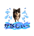 犬♡実写 家族♡（個別スタンプ：16）