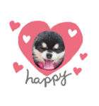犬♡実写 家族♡（個別スタンプ：18）