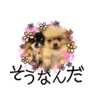犬♡実写 家族♡（個別スタンプ：19）