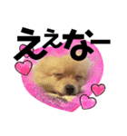 犬♡実写 家族♡（個別スタンプ：20）