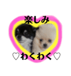 犬♡実写 家族♡（個別スタンプ：22）