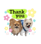 犬♡実写 家族♡（個別スタンプ：23）