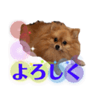 犬♡実写 家族♡（個別スタンプ：24）