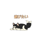 あすかハスキーくん（個別スタンプ：8）