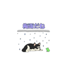 あすかハスキーくん（個別スタンプ：11）