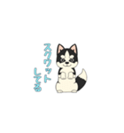 あすかハスキーくん（個別スタンプ：16）