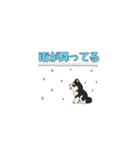 あすかハスキーくん（個別スタンプ：35）