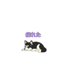 あすかハスキーくん（個別スタンプ：37）