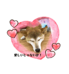 さくらだらけ2 (柴犬ちゃん)（個別スタンプ：1）
