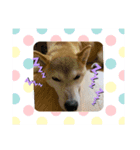 さくらだらけ2 (柴犬ちゃん)（個別スタンプ：2）