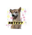 さくらだらけ2 (柴犬ちゃん)（個別スタンプ：3）