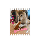 さくらだらけ2 (柴犬ちゃん)（個別スタンプ：4）