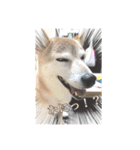 さくらだらけ2 (柴犬ちゃん)（個別スタンプ：5）
