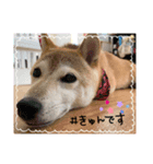 さくらだらけ2 (柴犬ちゃん)（個別スタンプ：6）