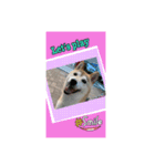 さくらだらけ2 (柴犬ちゃん)（個別スタンプ：8）