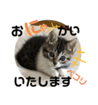 仔梨杞（個別スタンプ：2）
