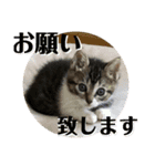 仔梨杞（個別スタンプ：3）