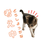 仔梨杞（個別スタンプ：4）