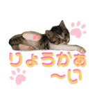 仔梨杞（個別スタンプ：5）