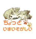 仔梨杞（個別スタンプ：10）