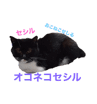 オコネコセシルの1日（個別スタンプ：5）