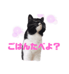 オコネコセシルの1日（個別スタンプ：6）