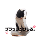 オコネコセシルの1日（個別スタンプ：10）