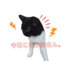 オコネコセシルの1日（個別スタンプ：12）