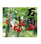 縁起の良い植物スタンプ（個別スタンプ：1）