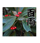 縁起の良い植物スタンプ（個別スタンプ：3）