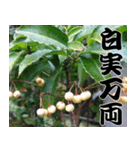 縁起の良い植物スタンプ（個別スタンプ：6）