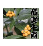 縁起の良い植物スタンプ（個別スタンプ：7）