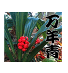 縁起の良い植物スタンプ（個別スタンプ：8）