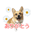 愉快なコーギー（個別スタンプ：1）