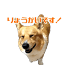 愉快なコーギー（個別スタンプ：3）